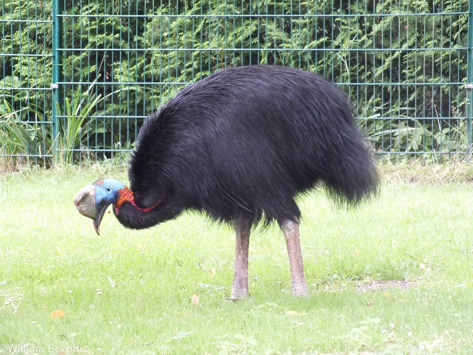 Single-wattled Cassowary