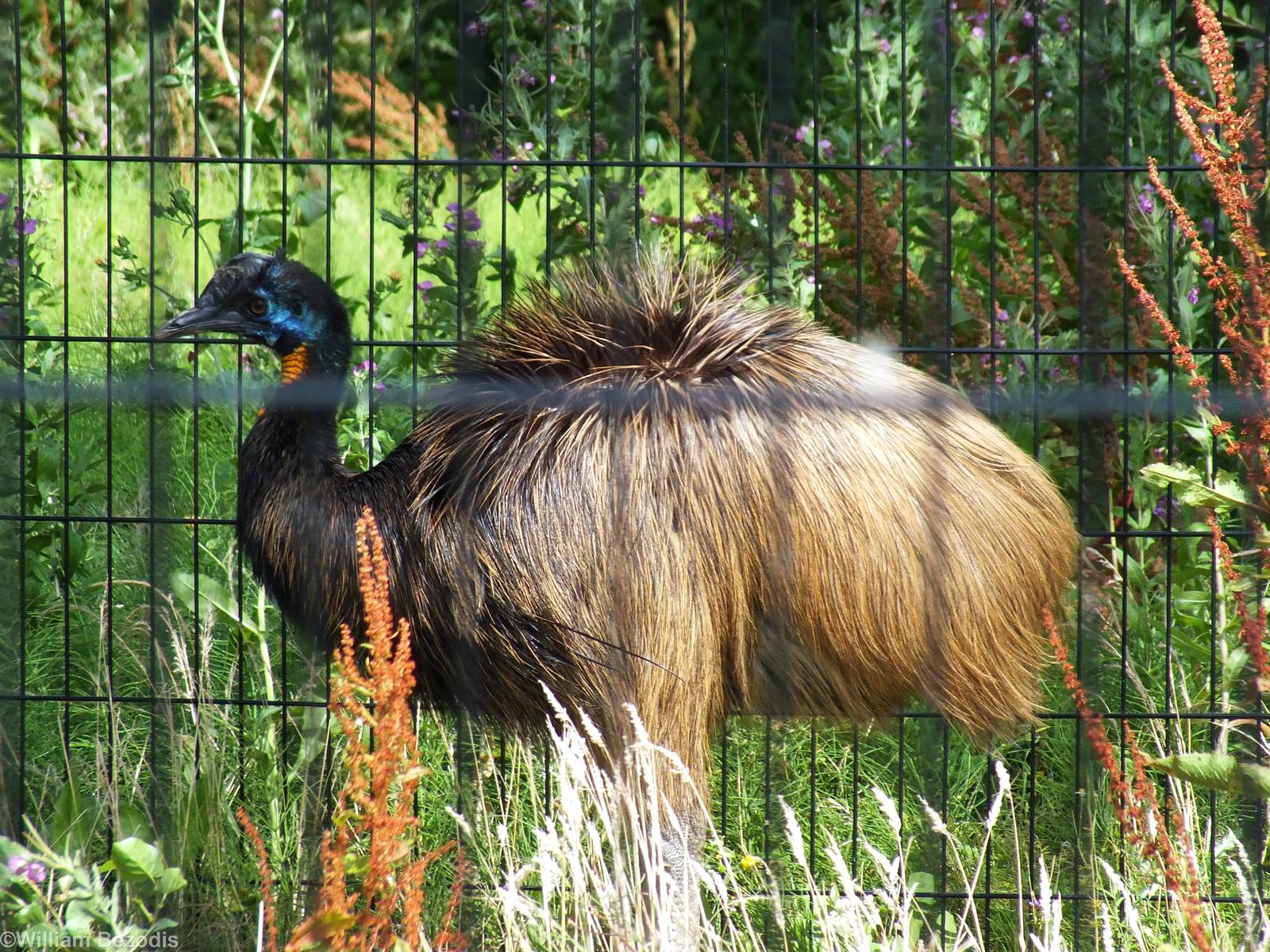 Single-wattled Cassowary