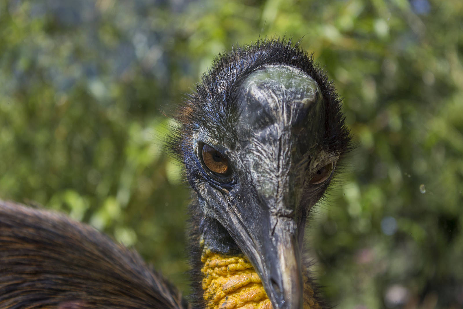 Single-wattled cassowary