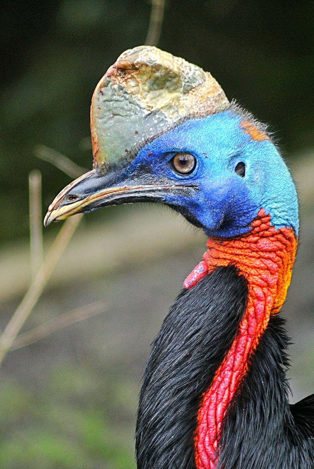 Single-wattled cassowary