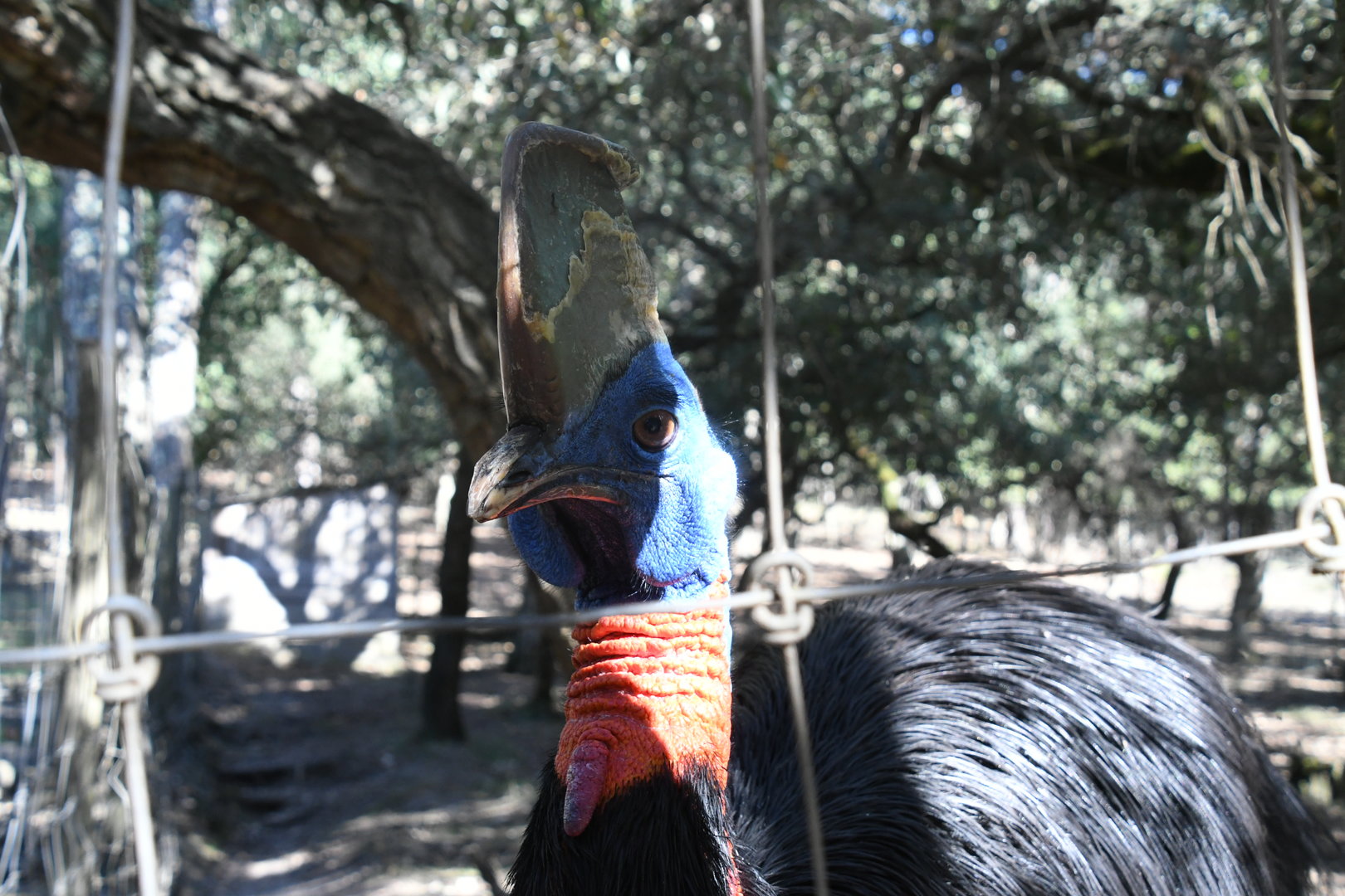 Single-wattled Cassowary