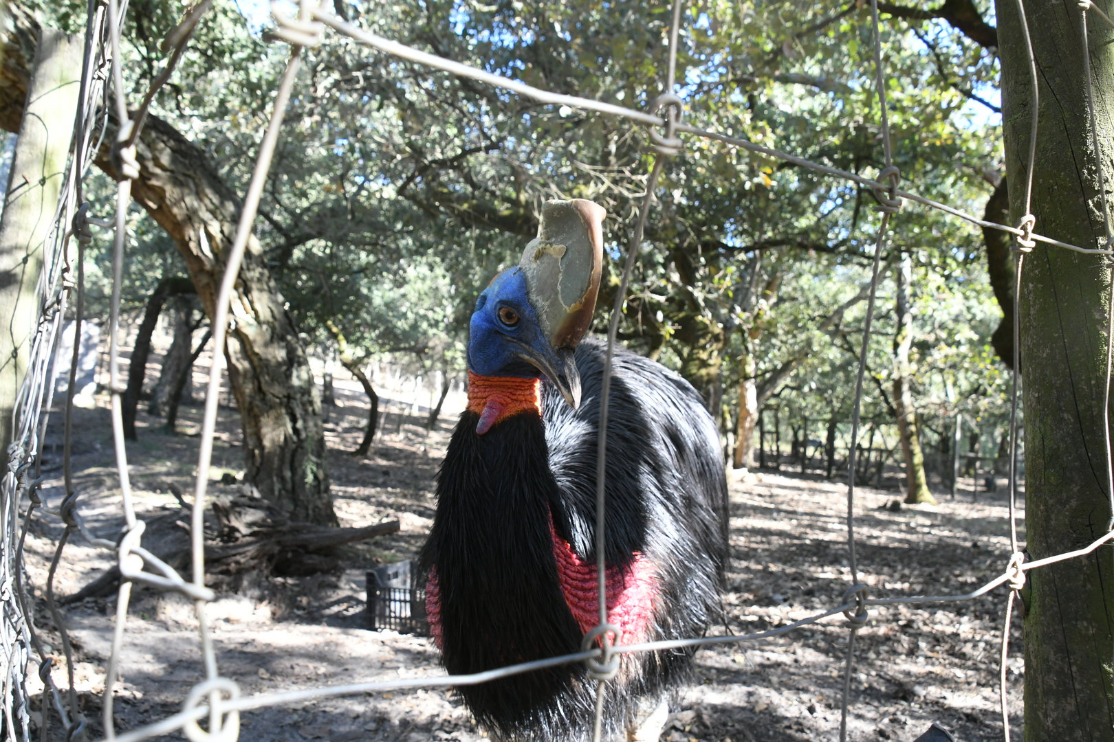 Single-wattled Cassowary
