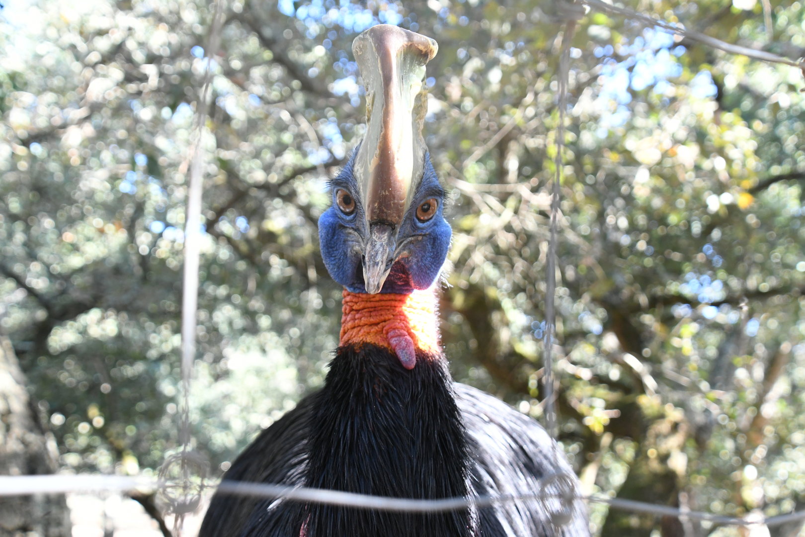 Single-wattled Cassowary