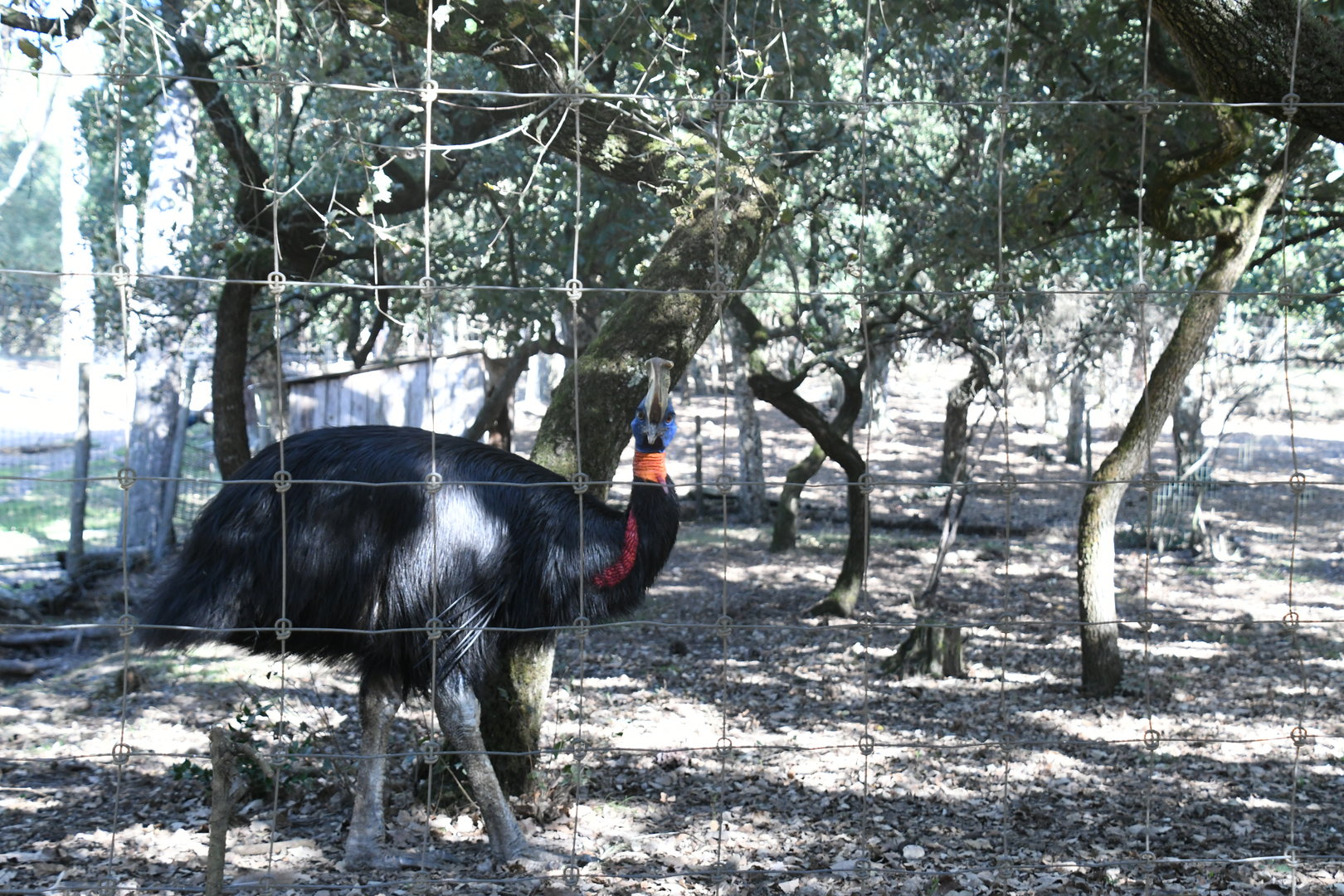 Single-wattled Cassowary