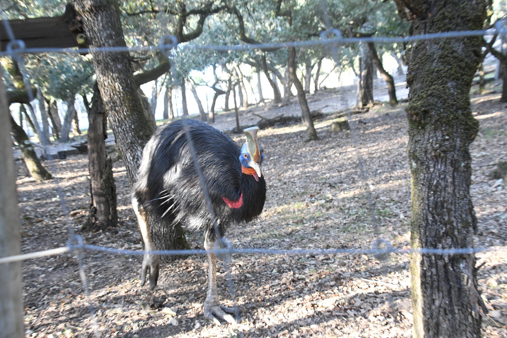 Single-wattled Cassowary