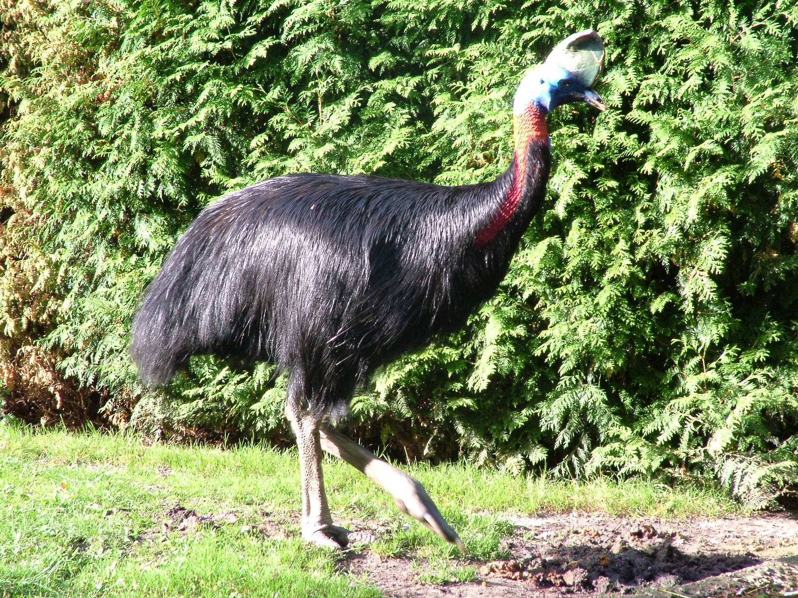 Single-wattled (Northern) Cassowary (Casuarius unappendiculatus) at Walsrod