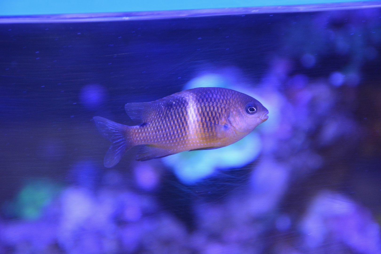 Singlebar devil (Plectroglyphidodon leucozonus)