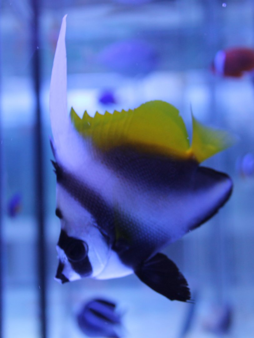 Singular bannerfish - Heniochus singularis