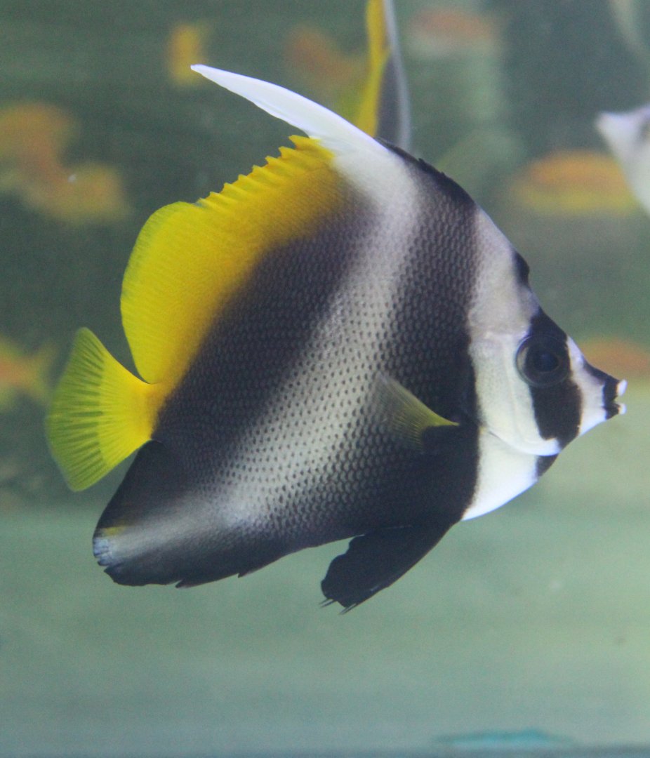 Singular bannerfish - Heniochus singularius