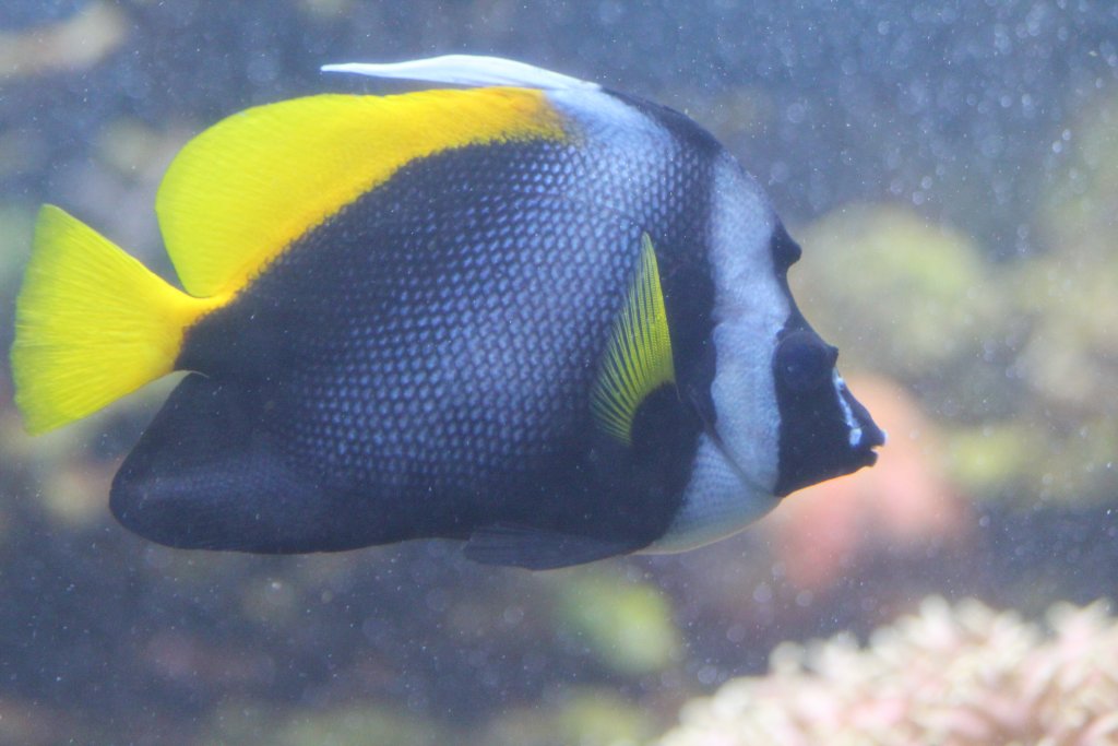 Singular Bannerfish