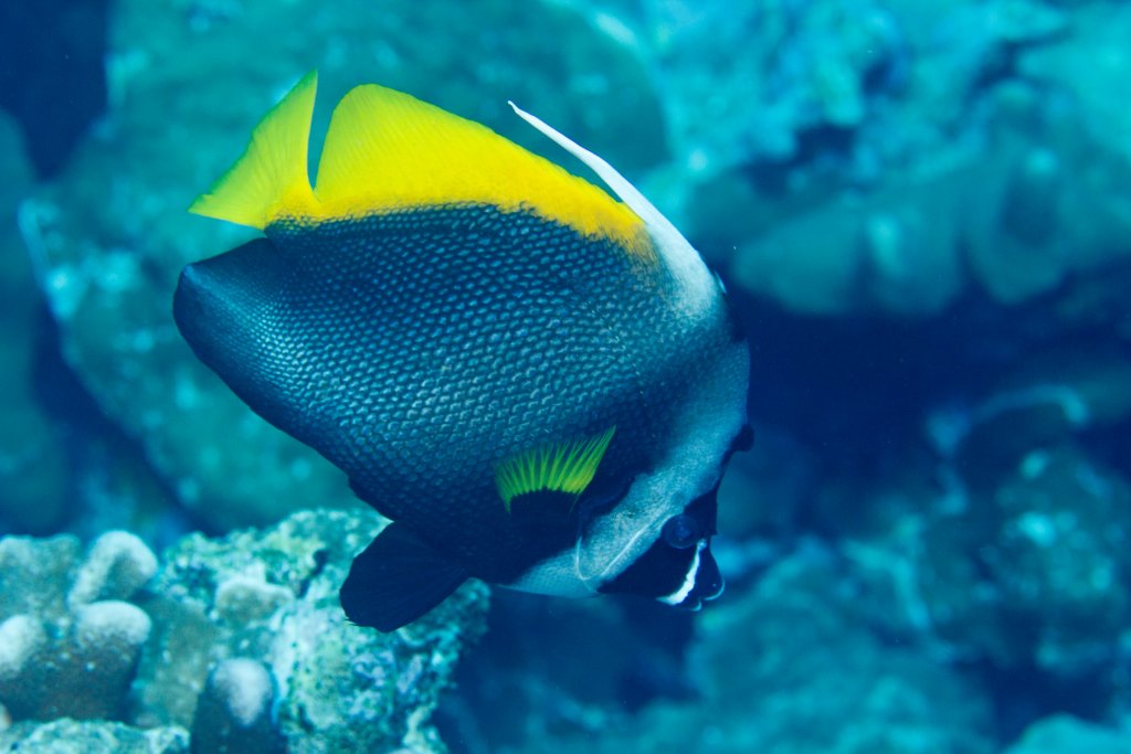 Singular Bannerfish