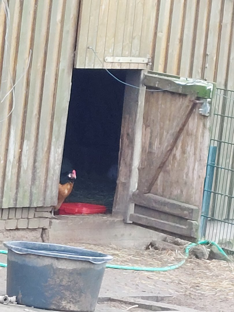 Singular Vorwerkhuhn henn in the african pygmy goat exhibit Stadtpark Emsdetten