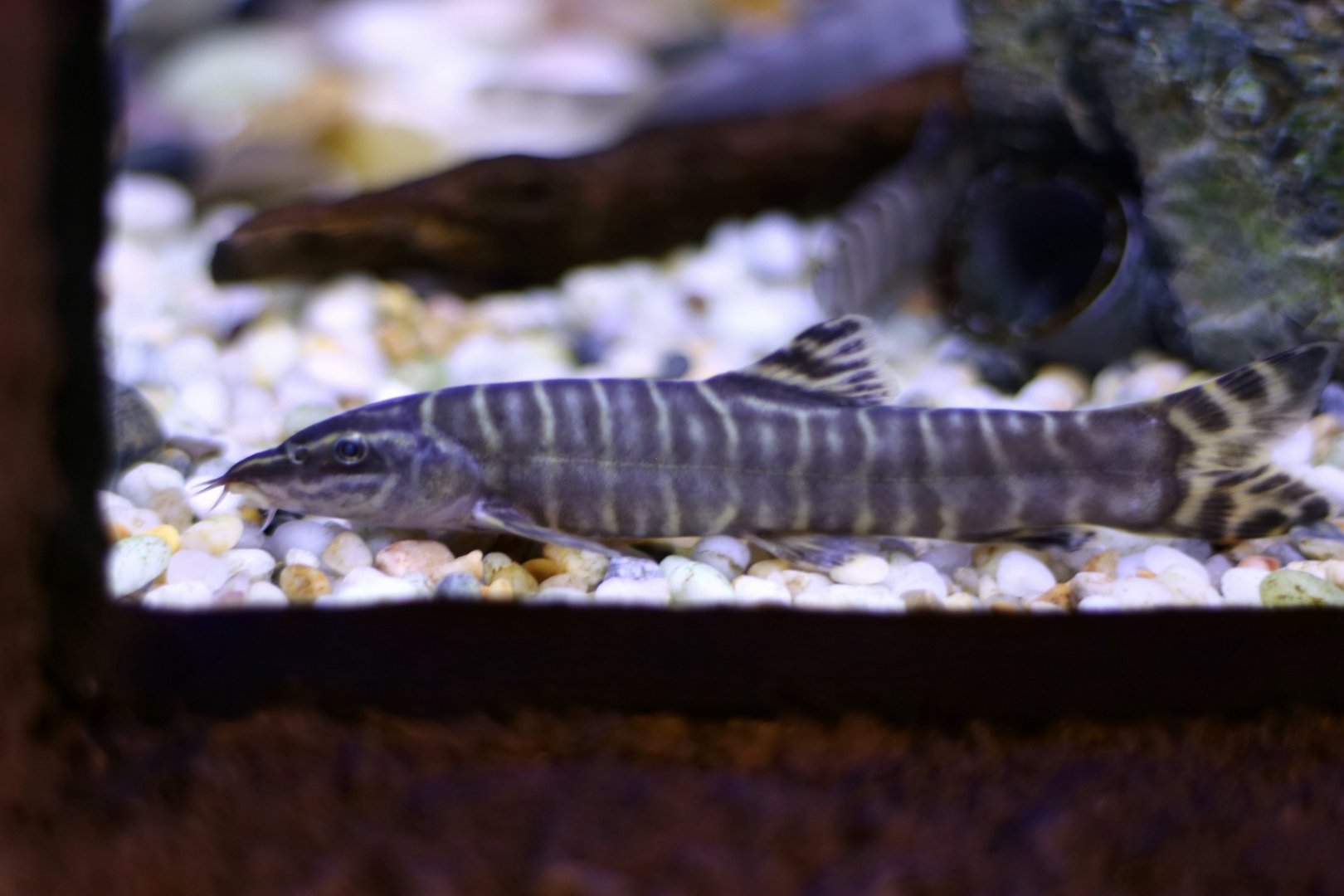 Sinibotia superciliaris