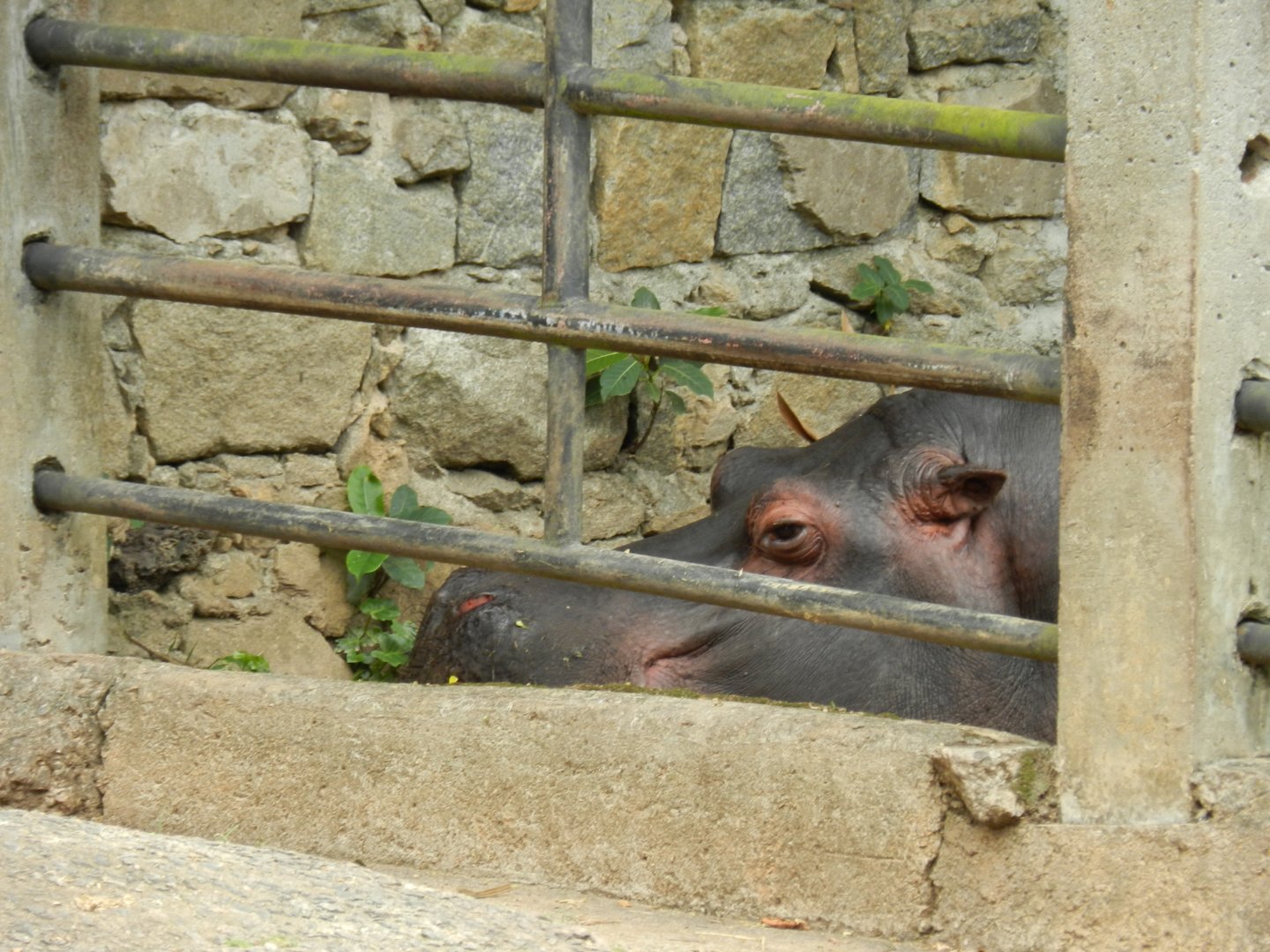 "Sininho" the hippo - Zoo São Paulo