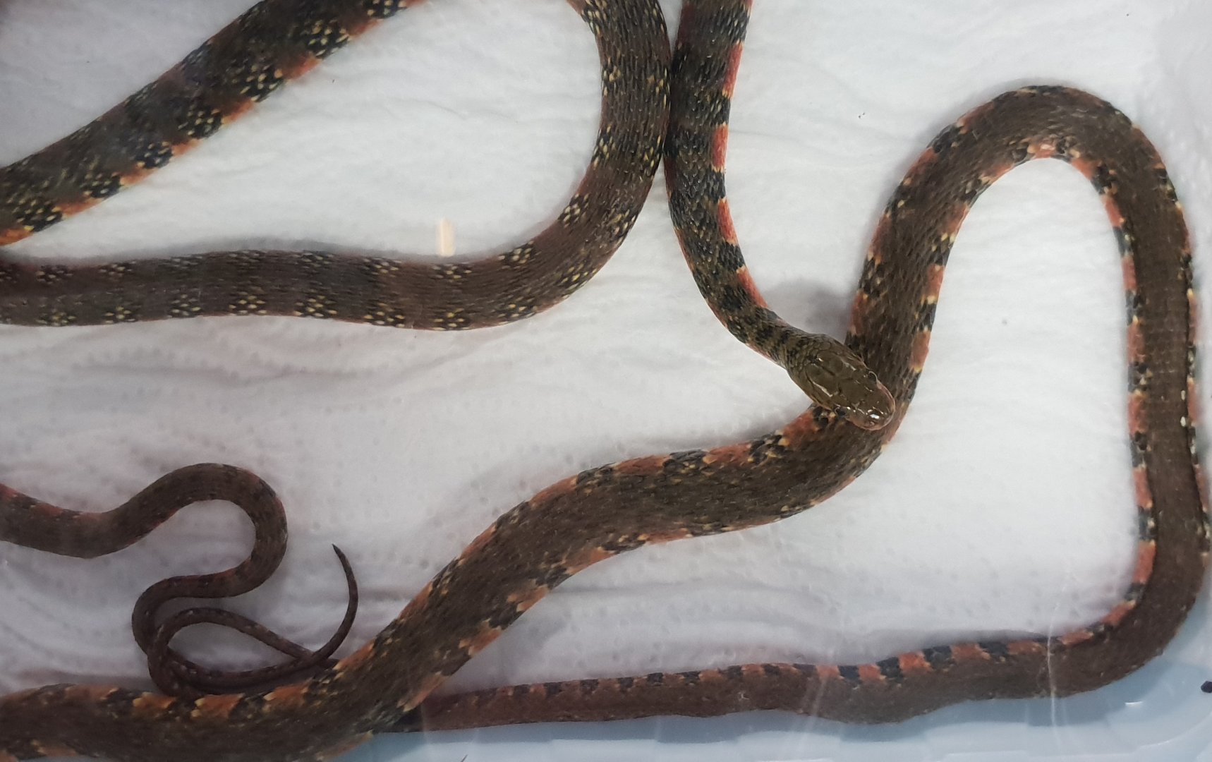 Sinnunatrix annularis