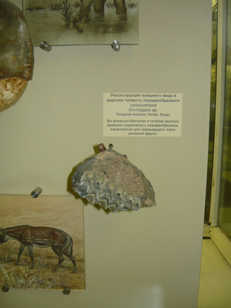 Sinohippus sp. upper jaw bone with teeth