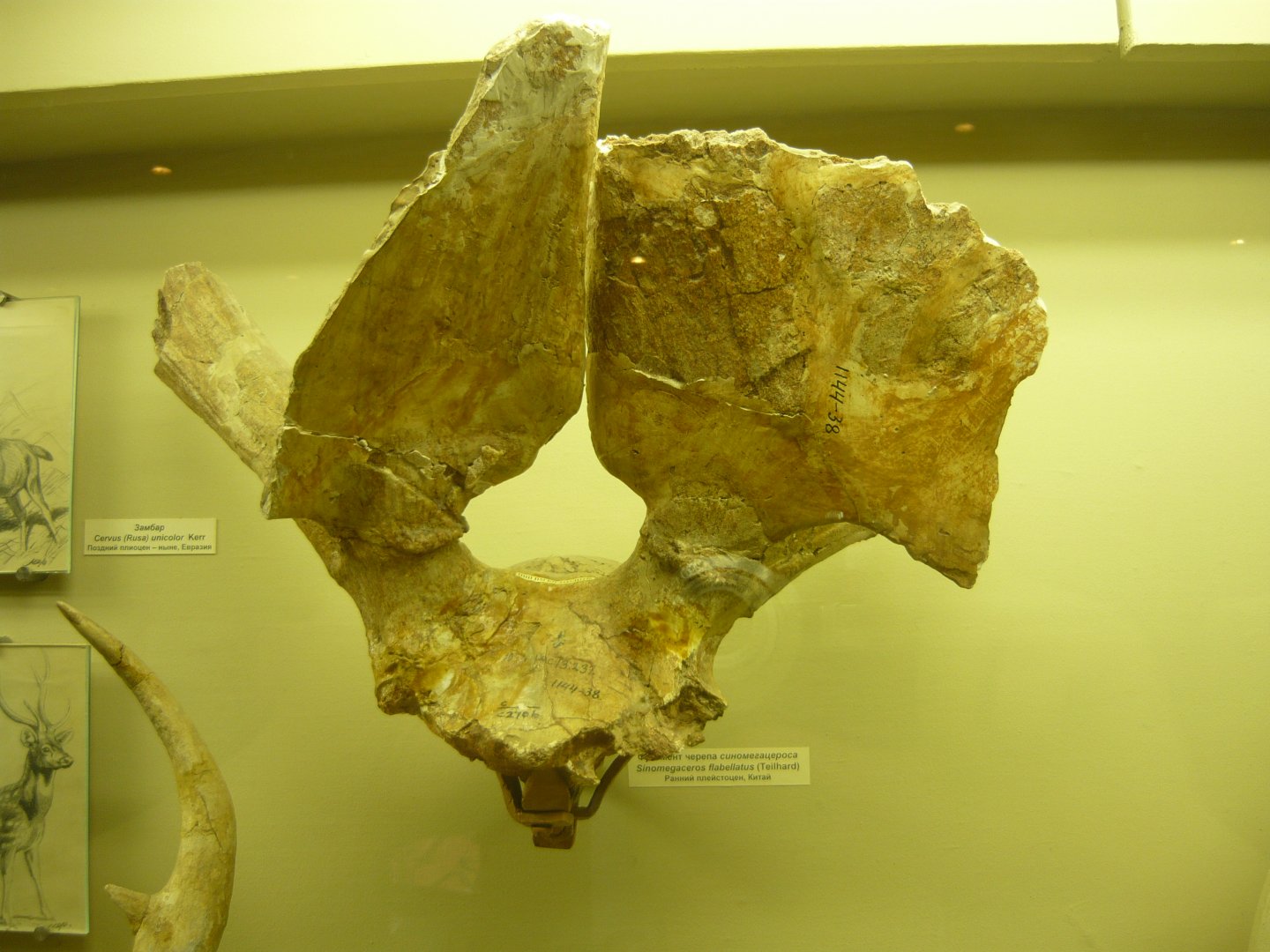 Sinomegaceros flabellatus skull fragment with antlers