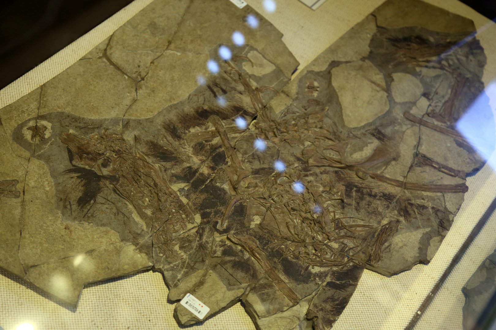 Sinornithosaurus millenii, Holotype (IVPP V12811)