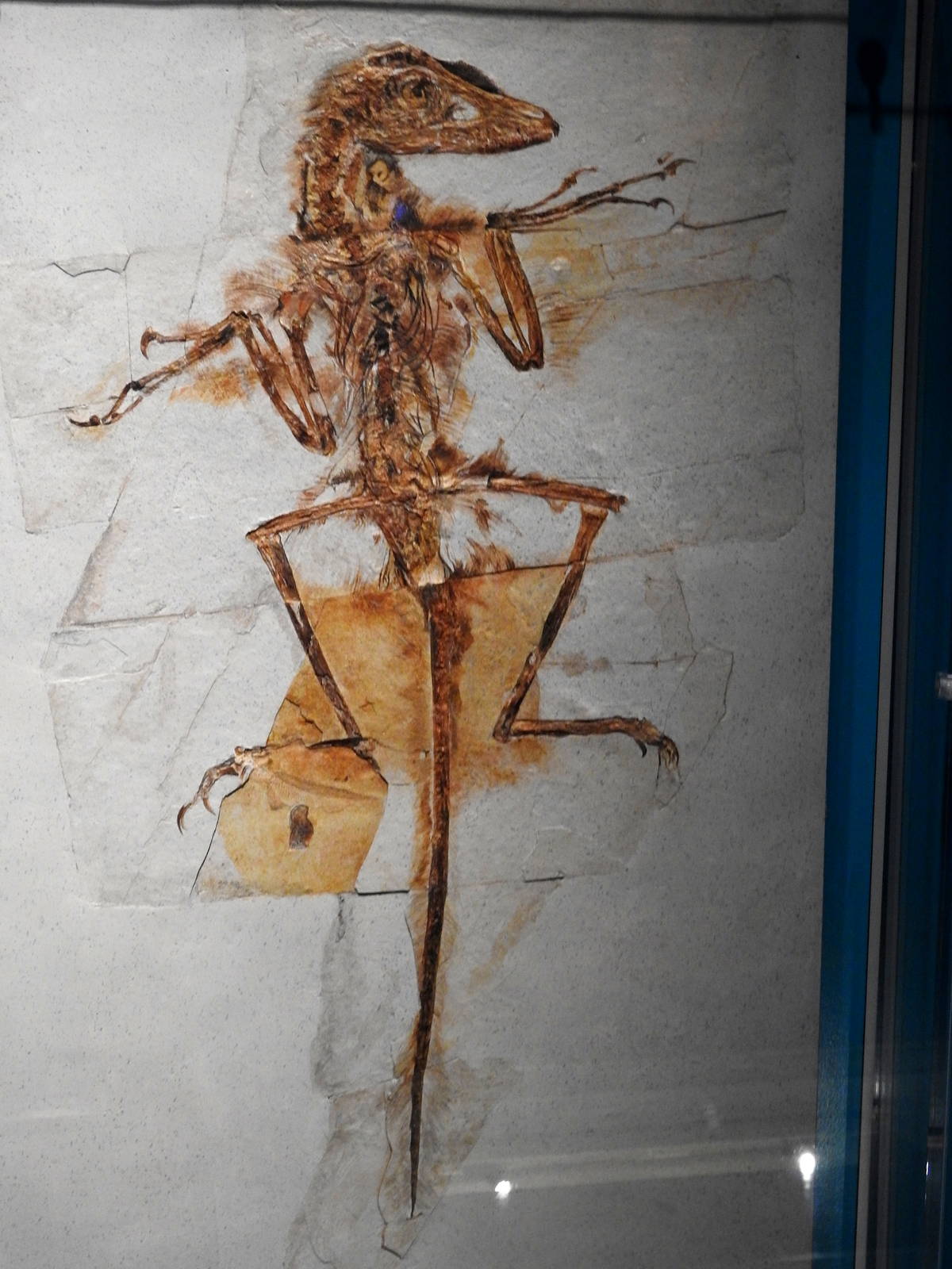 Sinornithosaurus millennii