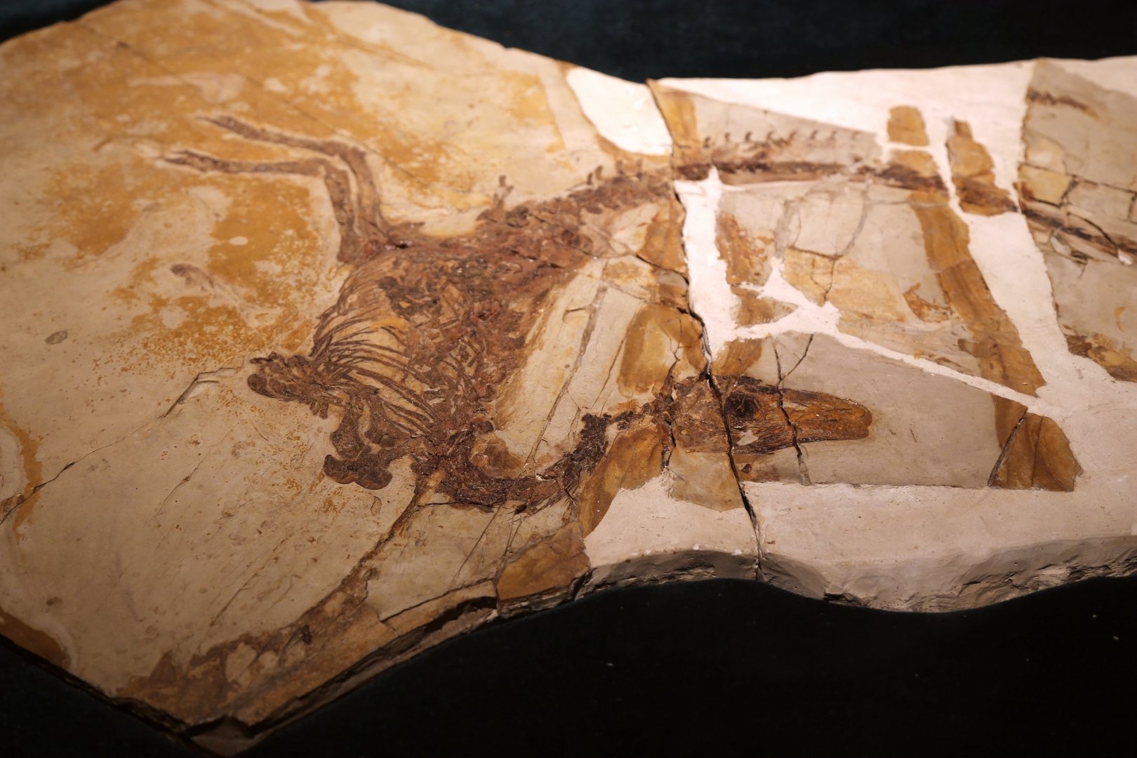 Sinosauropteryx lingyuanensis, Holotype (IVPP V12415)