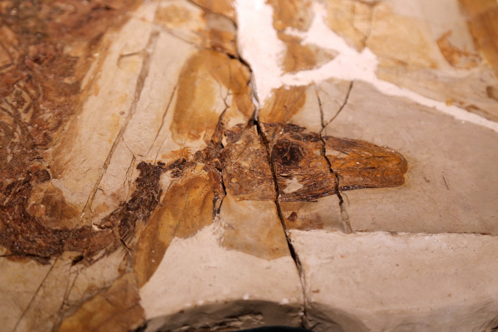Sinosauropteryx lingyuanensis Skull, Holotype (IVPP V12415)