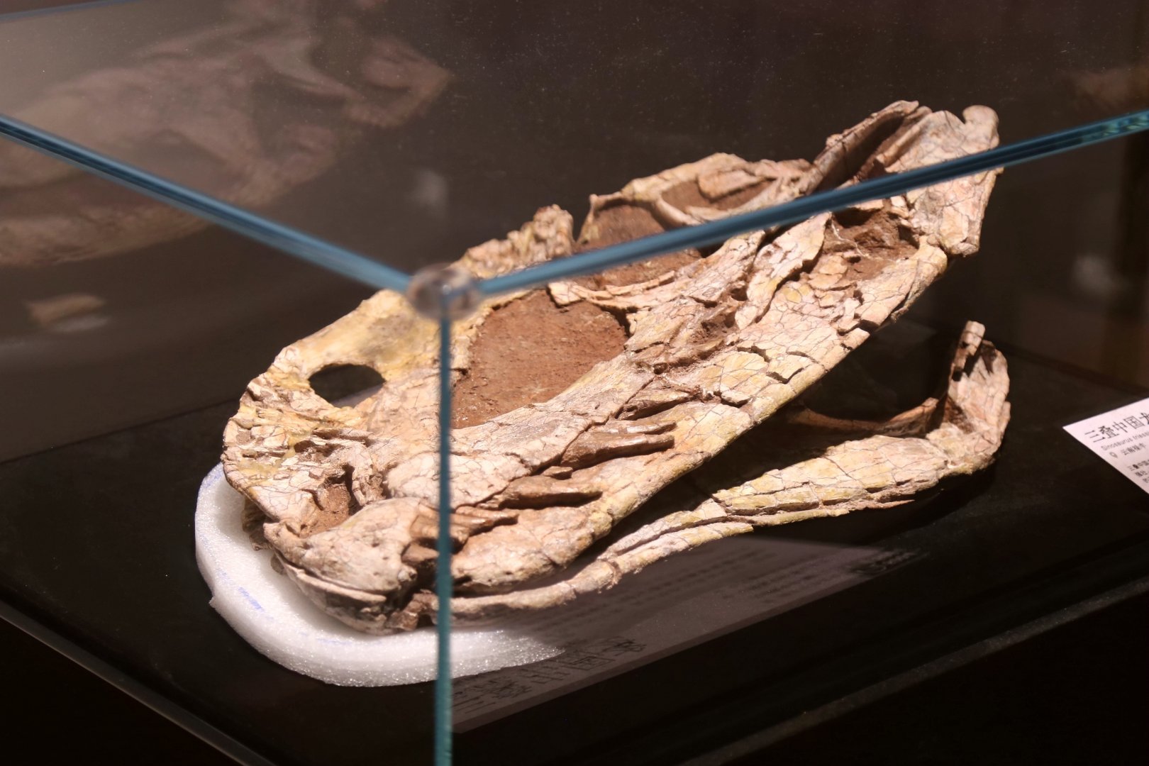 Sinosaurus triassicus Skull (LFKL 004)