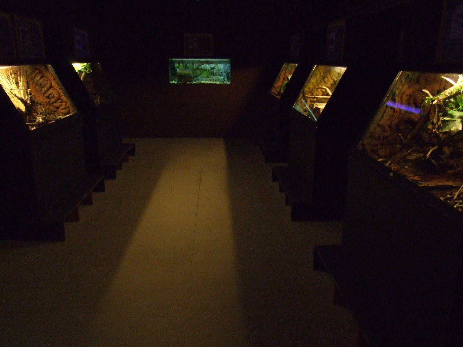 sioux city Venom Center Gran Canaria