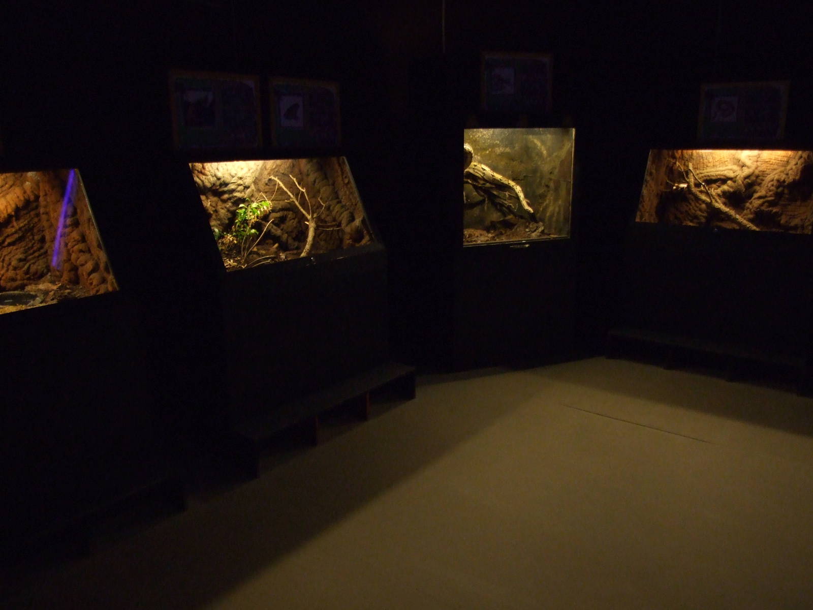 sioux city Venom Center Gran Canaria