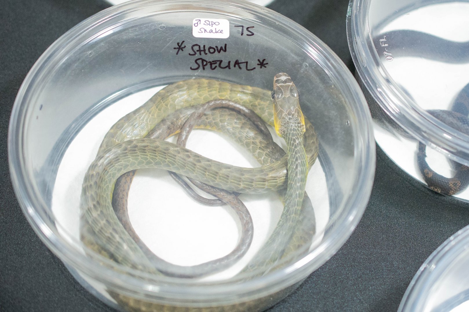 Sipo Snake- Chironius exoletus