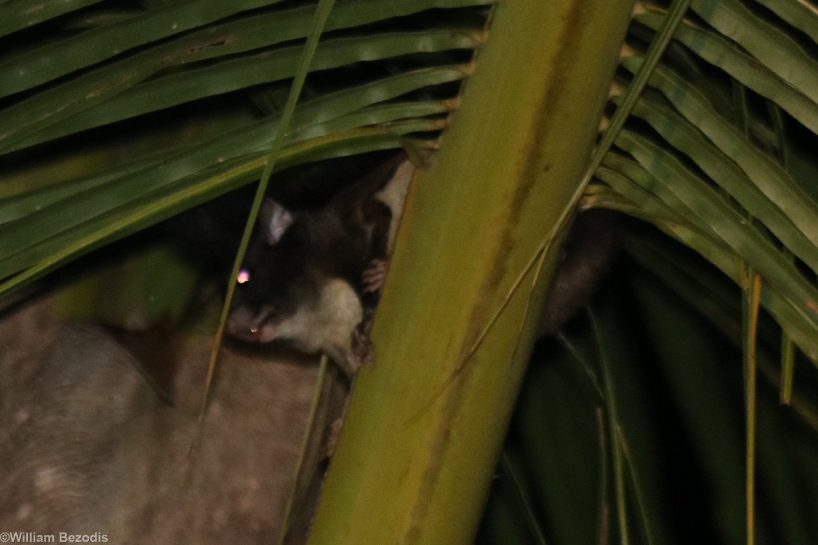 Sipora Flying Squirrel Hylopetes sipora - Siberut