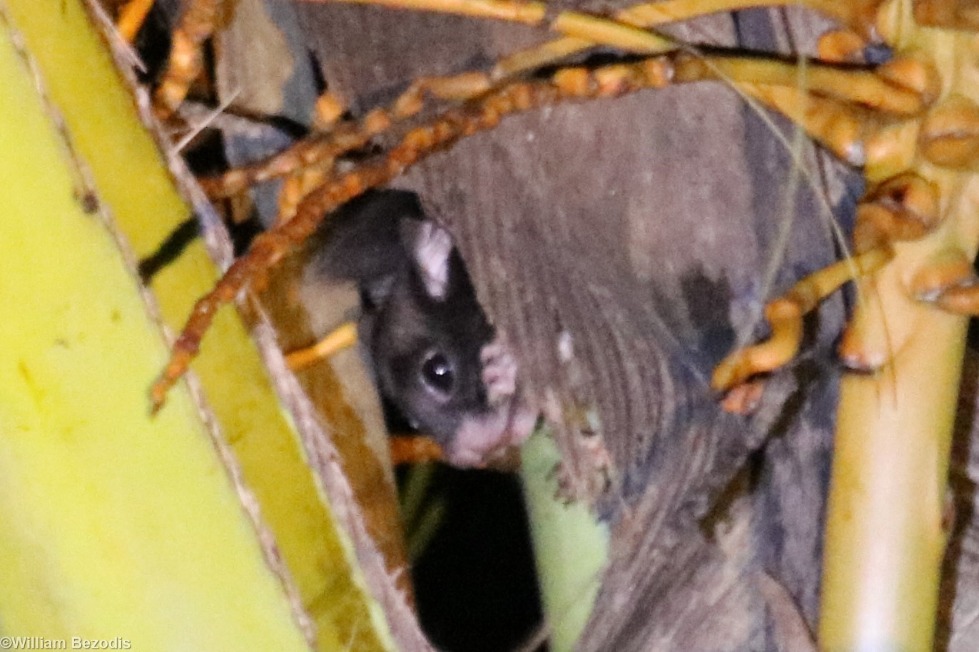 Sipora Flying Squirrel Hylopetes sipora - Siberut
