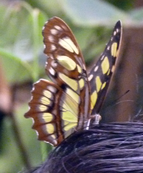 Siproeta Stelenes 2 (22-7-17 Faunia)