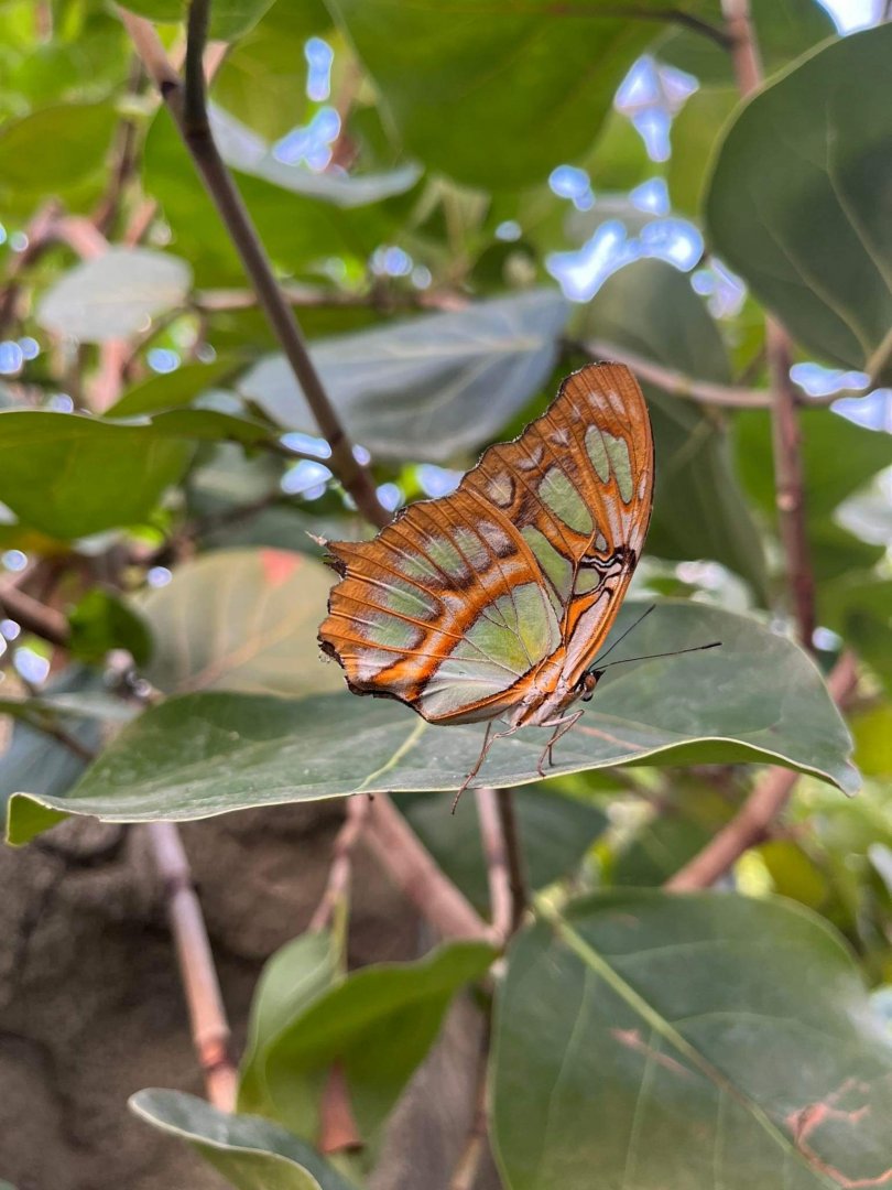 Siproeta stelens in burgers mangrove
