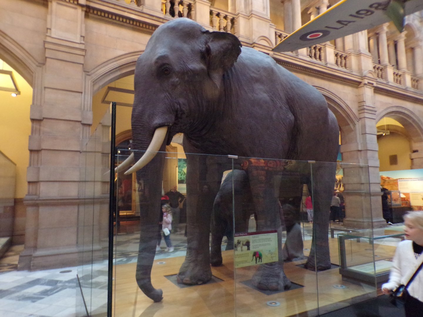 Sir Roger the Asian elephant (taken at Kelvingrove museum) 12.2.24