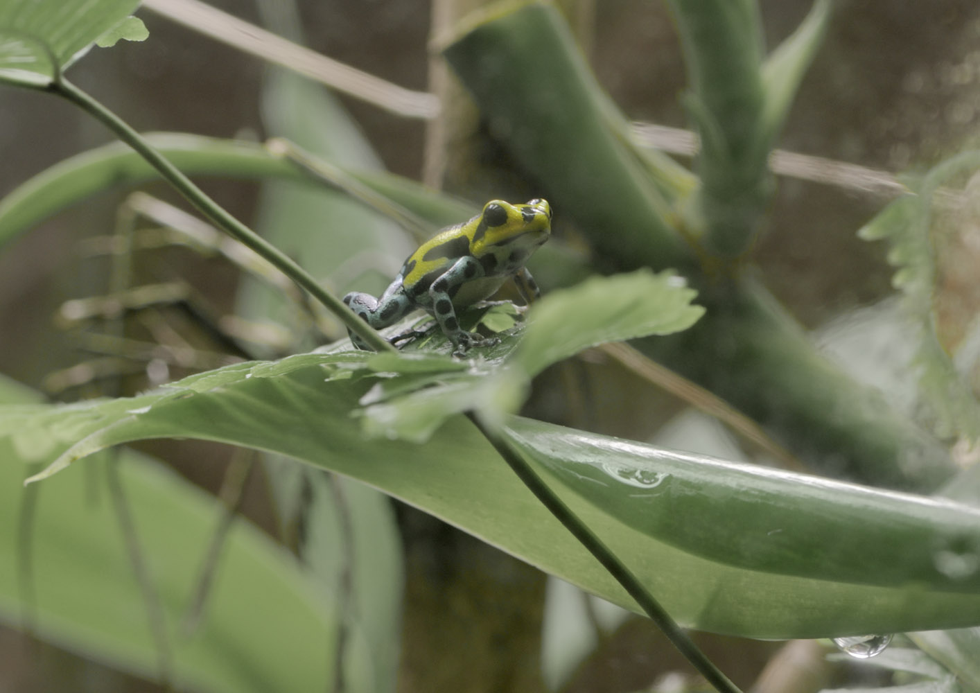 Sira poison dart frog