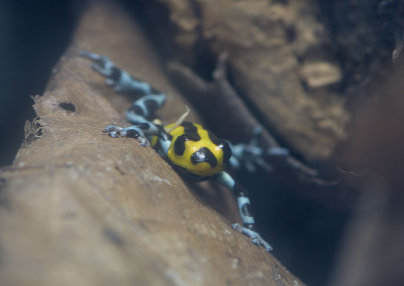 Sira poison frog