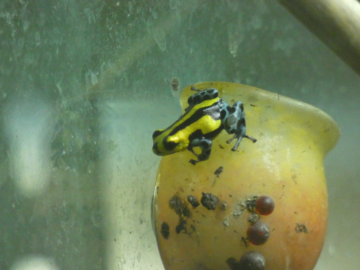 Sira Poison Frog