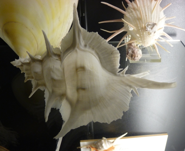 Siratus alabaster? For confirmation