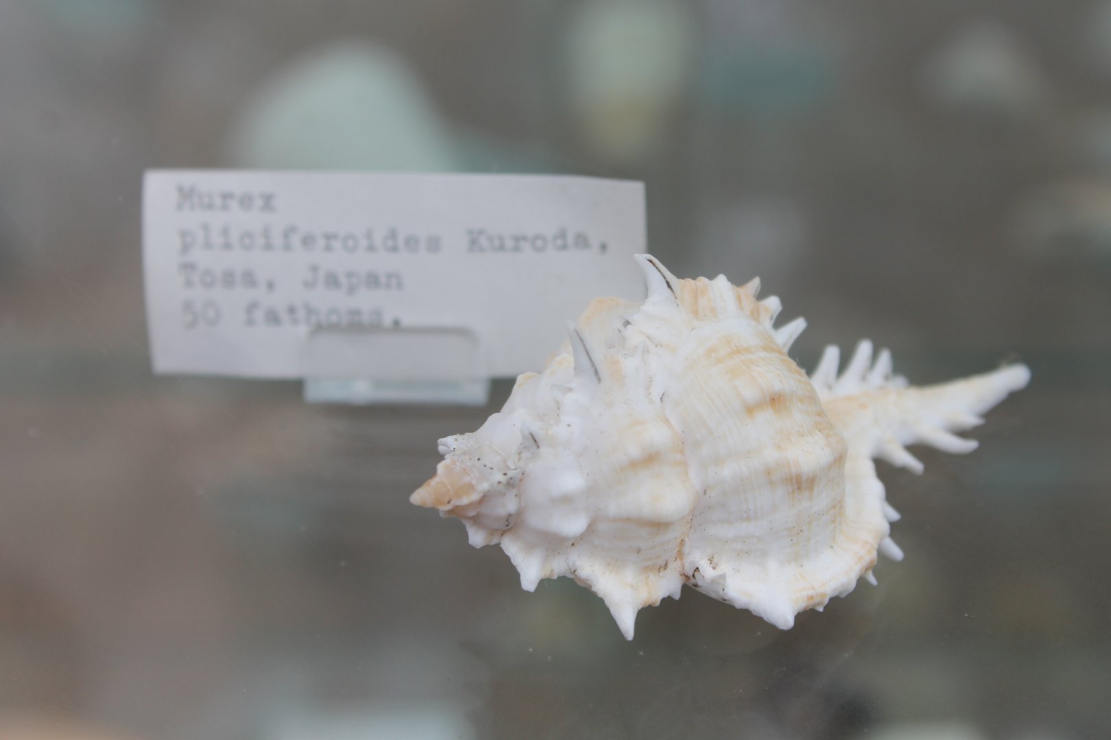 Siratus pliciferoides