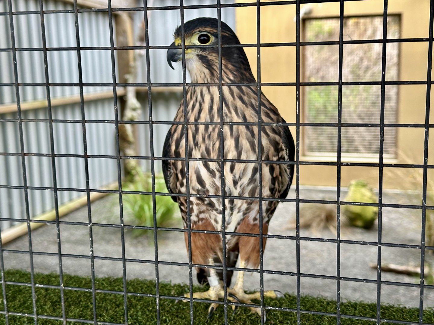 Siren (Female New Zealand Falcon)