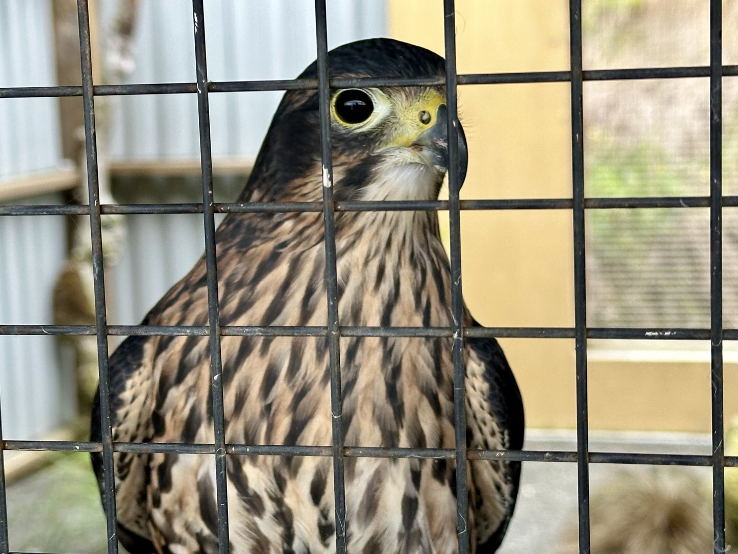 Siren (Female New Zealand Falcon)