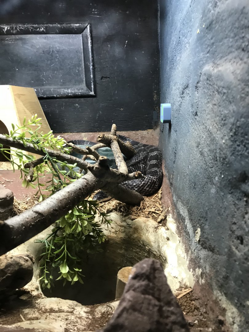 Sirius the black rat snake