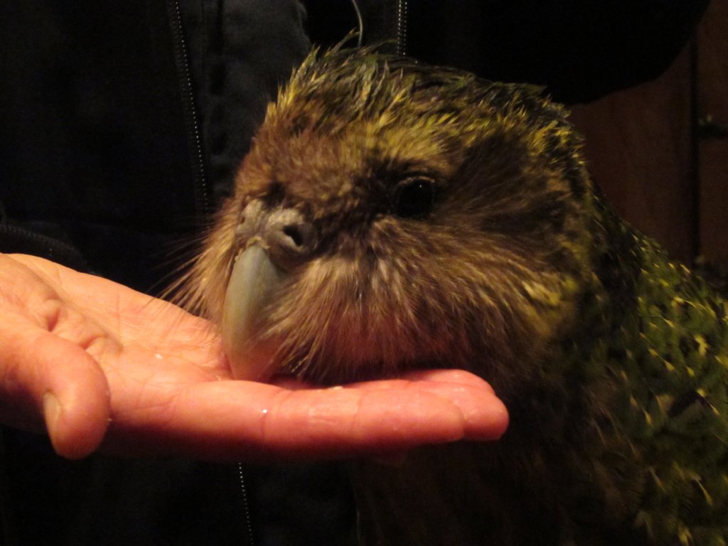 Sirocco the Kakapo