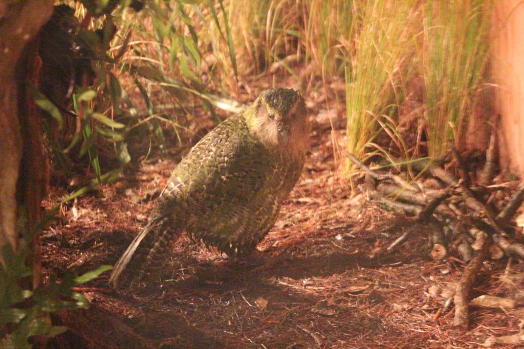 Sirocco the Kakapo