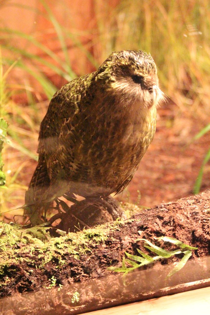 Sirocco the Kakapo