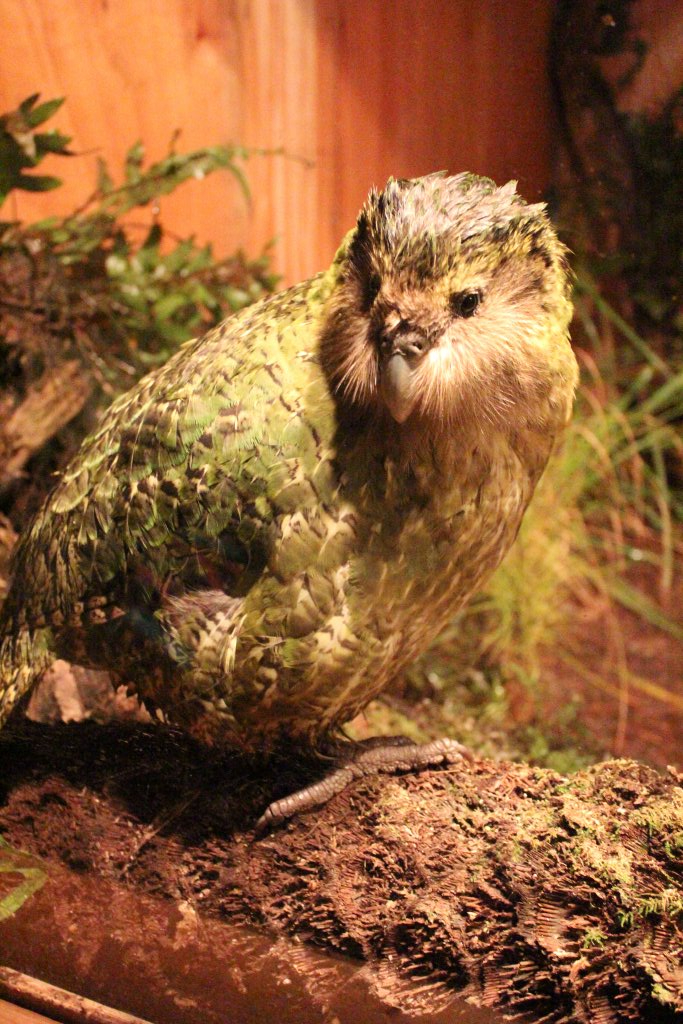 Sirocco the Kakapo