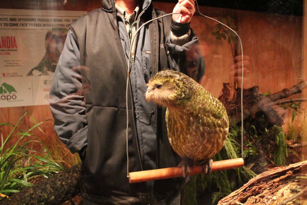 Sirocco the Kakapo