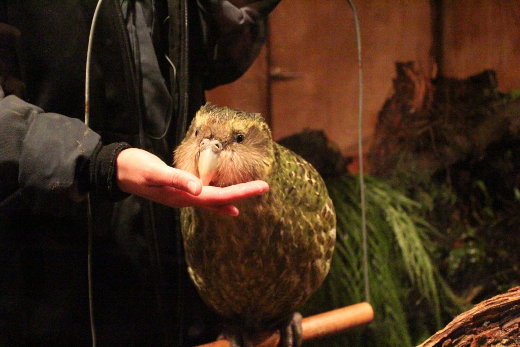 Sirocco the Kakapo
