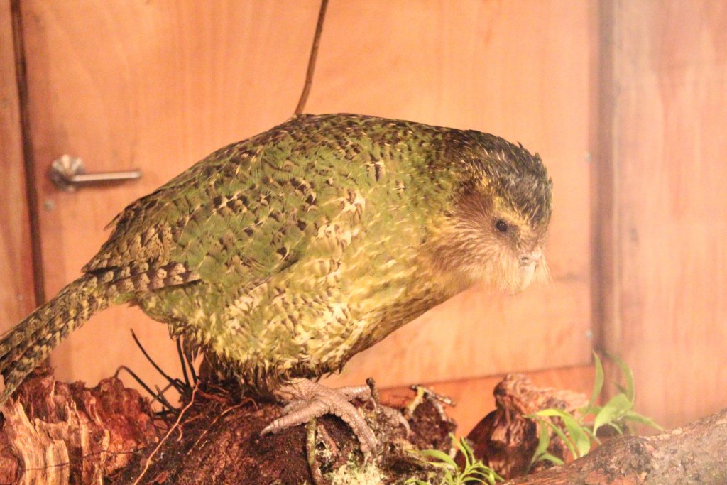 Sirocco the Kakapo