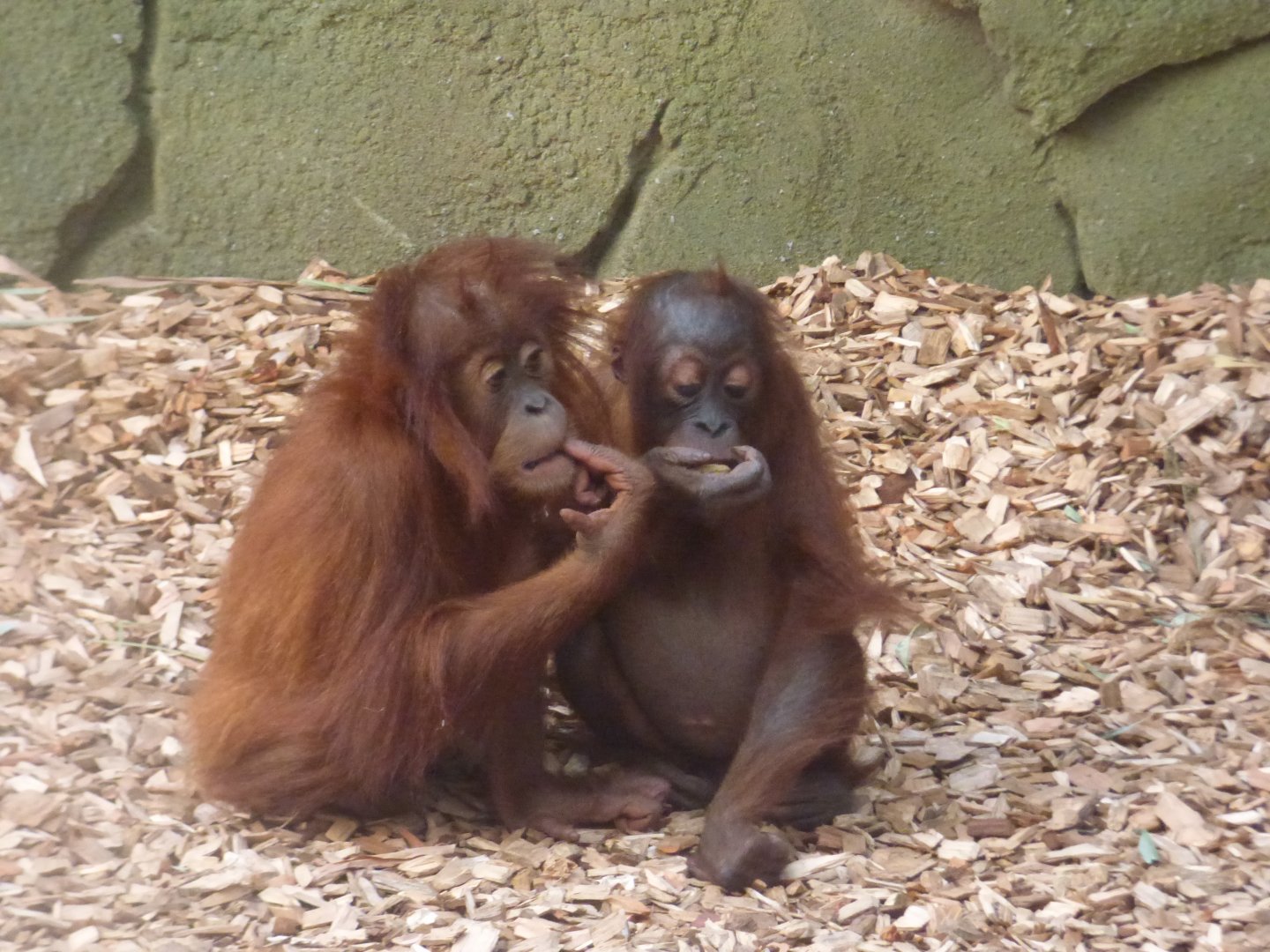 Siska and Tripa (Sumatran Orang-utan)